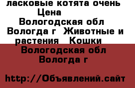  ласковые котята очень › Цена ­ 3 500 - Вологодская обл., Вологда г. Животные и растения » Кошки   . Вологодская обл.,Вологда г.